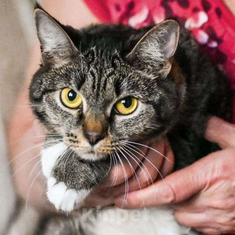 Кошки в Москве: Кики не выживет на улице... Девочка, Бесплатно - фото 3