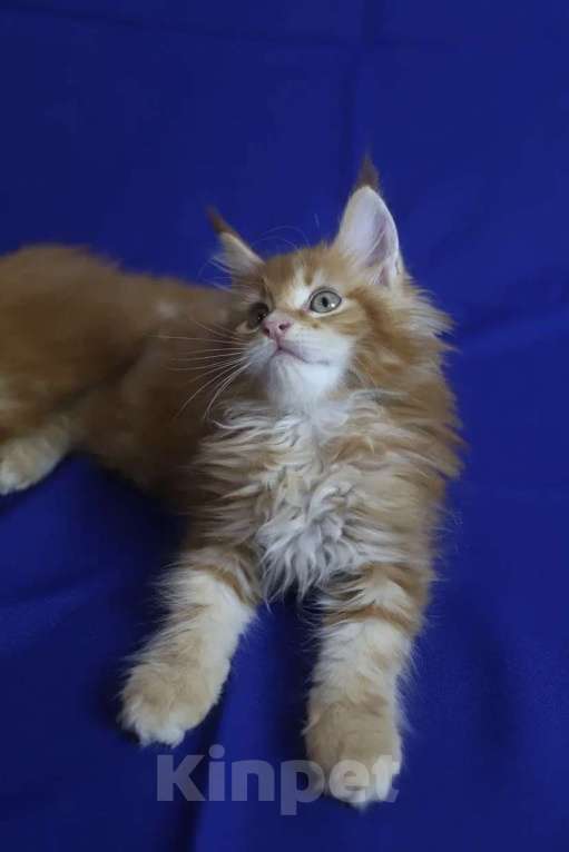 Кошки в Москве: Котёнок Мейн кун от чемпиона  Мальчик, 50 000 руб. - фото 10