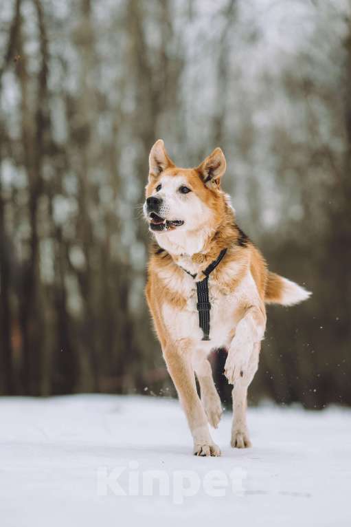 Собаки в Москве: идеальный пес и лучший друг Мальчик, Бесплатно - фото 2