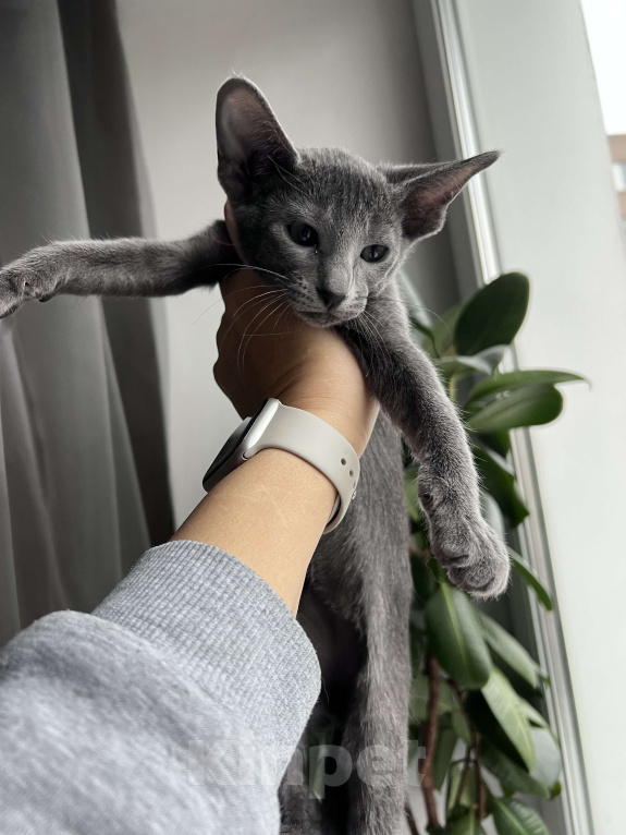 Кошки в Москве: Голубой котенок ориентальной породы  Мальчик, 60 000 руб. - фото 1