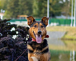 Собаки в Москве: Пёс-компаньон Марс после спасения ищет дом Мальчик, 1 руб. - фото 5