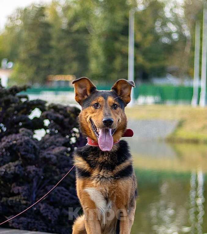 Собаки в Москве: Пёс-компаньон Марс после спасения ищет дом Мальчик, 1 руб. - фото 5