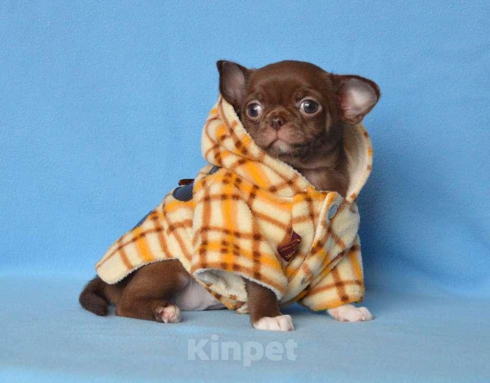 Собаки в Москве: шоколадная девочка чихуа-хуа Девочка, Бесплатно - фото 1