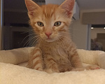 Кошки в Воронеже: Рыжие котята Мальчик, Бесплатно - фото 7