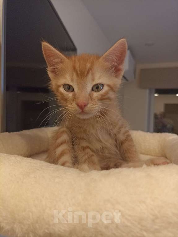 Кошки в Воронеже: Рыжие котята Мальчик, Бесплатно - фото 7