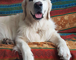 Собаки в Новосибирске: Вязка (Золотистый ретривер), 1 руб. - фото 3
