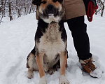 Собаки в Санкт-Петербурге: Метис Арчи Мальчик, Бесплатно - фото 1