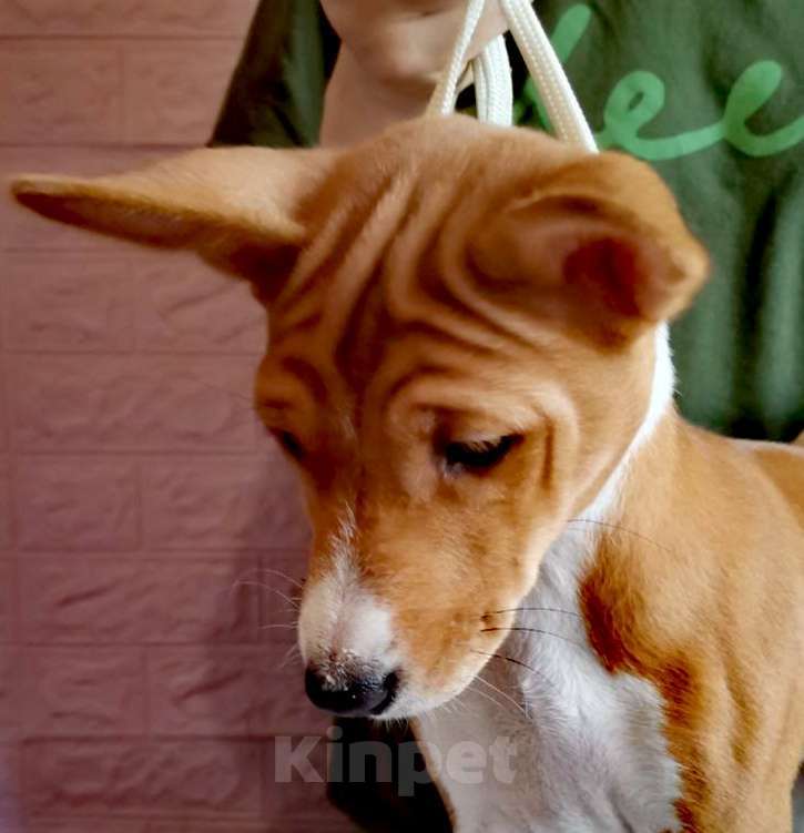 Собаки в Москве: Щенок басенджи Девочка, 150 000 руб. - фото 5