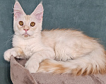 Кошки в Мытищах: Котёнок Мейн-кун Мальчик, 30 000 руб. - фото 5