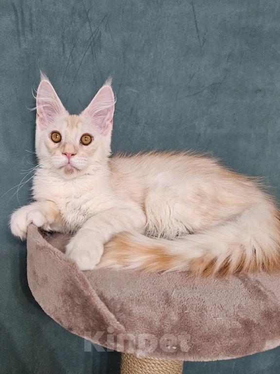 Кошки в Мытищах: Котёнок Мейн-кун Мальчик, 30 000 руб. - фото 5