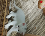 Кошки в Барнауле: Белые котята Мальчик, Бесплатно - фото 2