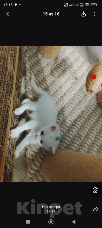 Кошки в Барнауле: Белые котята Мальчик, Бесплатно - фото 2