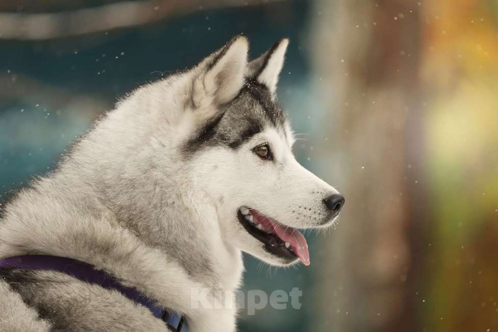 Собаки в Москве: Замечательный хаски Марсель очень срочно ищет дом и заботливых родителей! Мальчик, Бесплатно - фото 4