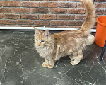 Кошки в Саранске: Котенок мейн кун Мальчик, 12 000 руб. - фото 3