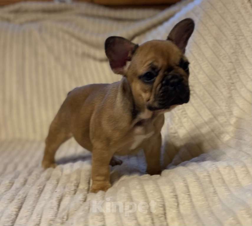 Собаки в Санкт-Петербурге: Супер девочка французского бульдога  Девочка, 40 000 руб. - фото 1
