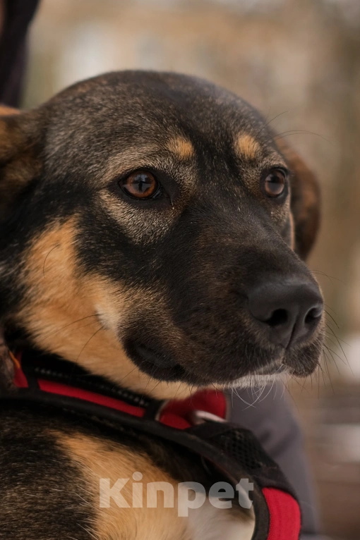 Собаки в Санкт-Петербурге: Сальма из приюта в добрые руки Девочка, Бесплатно - фото 9