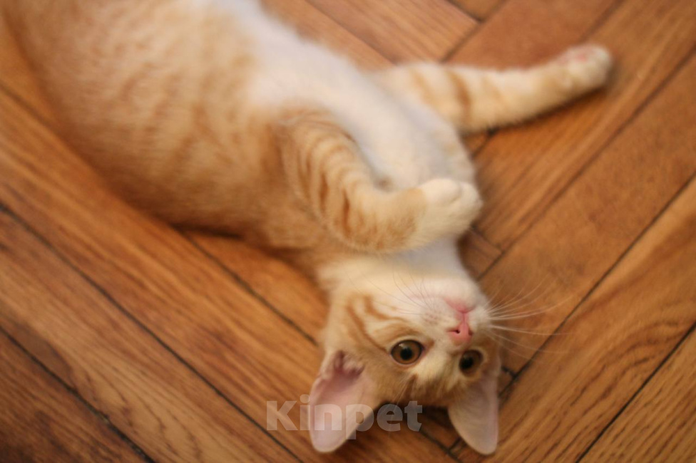 Кошки в Москве: Котенок Лео ищет дом Мальчик, Бесплатно - фото 5