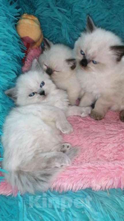 Кошки в Москве: Шотландские котята хайленд  Мальчик, 8 000 руб. - фото 8