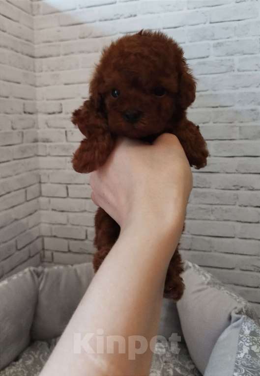 Собаки в Москве: Мальчик той-пудель/ micro РКФ Мальчик, 90 000 руб. - фото 2