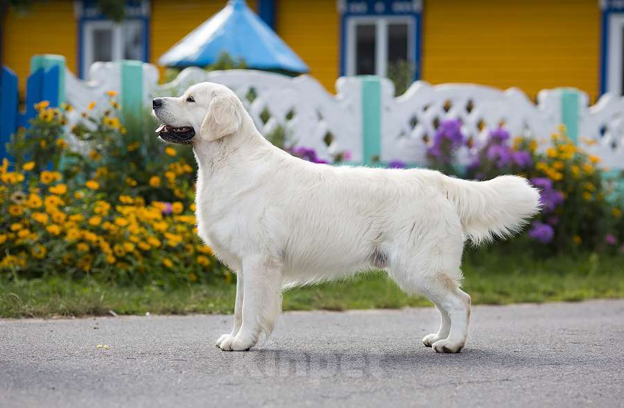 Собаки в Москве: Золотистого ретривера щенки Мальчик, 90 000 руб. - фото 4