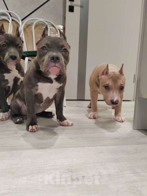 Собаки в Мурином: Девочка Ария ищет семью Девочка, 70 000 руб. - фото 7