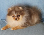 Собаки в Москве: Мальчик померанский шпиц Мальчик, 50 000 руб. - фото 3