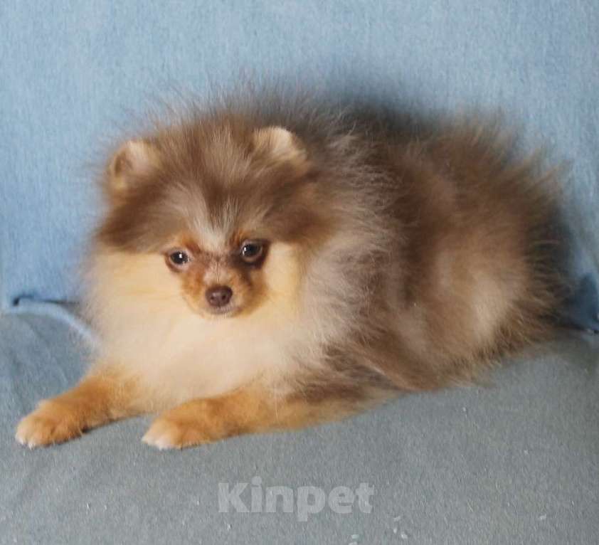 Собаки в Москве: Мальчик померанский шпиц Мальчик, 50 000 руб. - фото 3