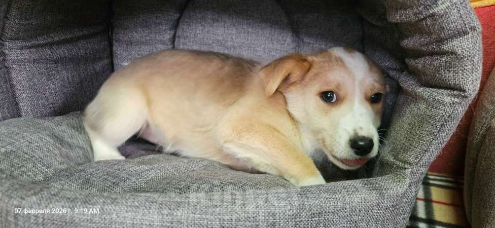 Собаки в Санкт-Петербурге: Три маленьких щеночка с короткими лапками Девочка, Бесплатно - фото 9