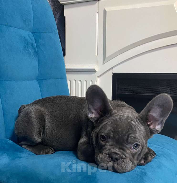 Собаки в Новошахтинске: Щенки французского бульдога Девочка, 80 000 руб. - фото 4