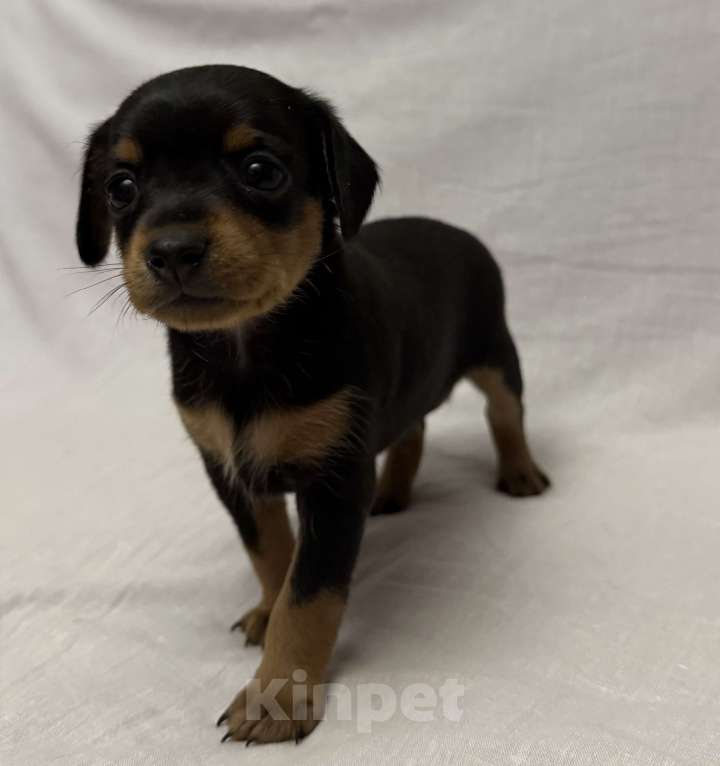 Собаки в Москве: Щенок пражский крысарик  Мальчик, Бесплатно - фото 4