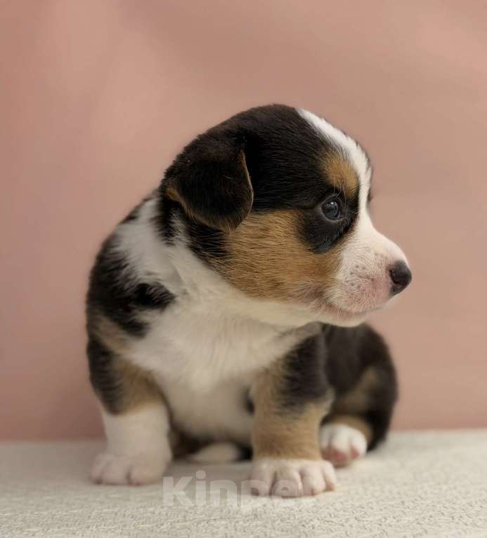 Собаки в Москве: корги щенок мальчик Мальчик, 80 руб. - фото 2