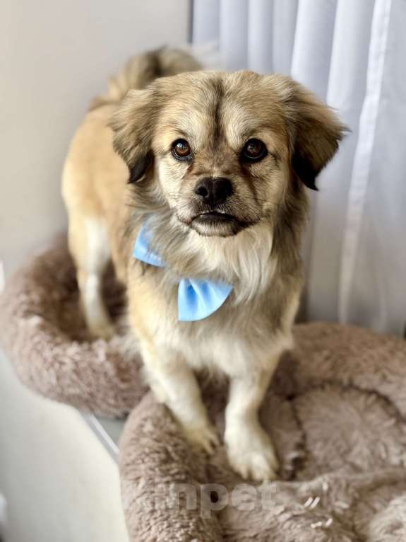 Собаки в Москве: маленькая собака в добрые руки Мальчик, Бесплатно - фото 1