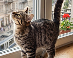 Кошки в Москве: Ласковый Тигрик Мальчик, Бесплатно - фото 4
