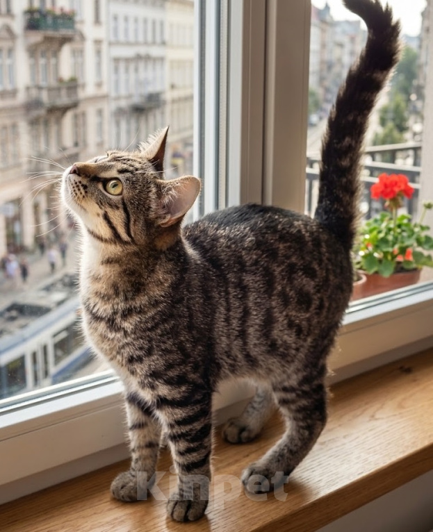 Кошки в Москве: Ласковый Тигрик Мальчик, Бесплатно - фото 4
