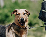 Собаки в Москве: Приютский пёс Брэд — идеальный мальчик в дар Мальчик, 1 руб. - фото 3
