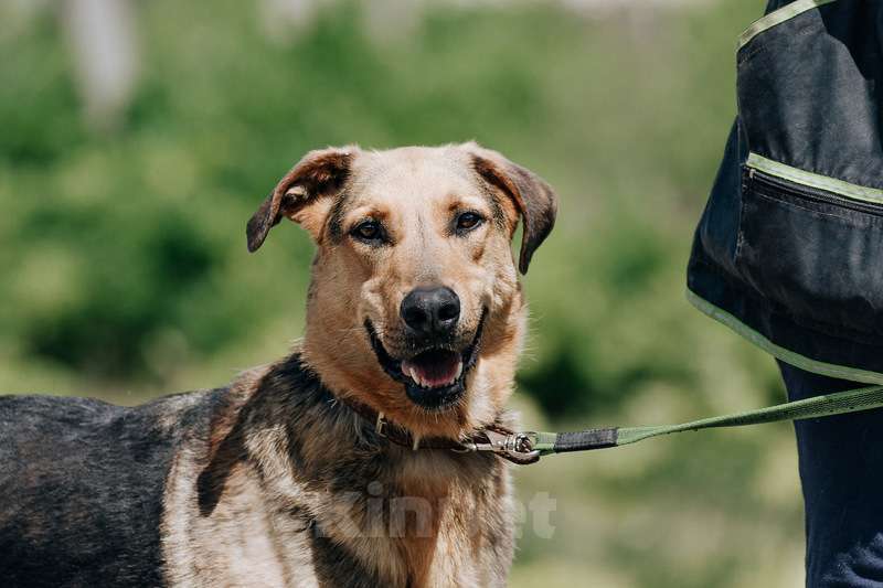 Собаки в Москве: Приютский пёс Брэд — идеальный мальчик в дар Мальчик, 1 руб. - фото 3