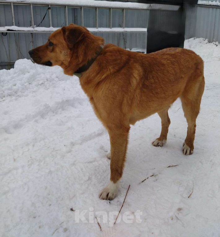 Собаки в других городах Московской области: Рэй ищет дом Мальчик, Бесплатно - фото 2