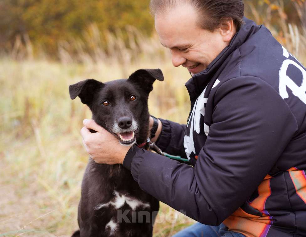 Собаки в Москве: Собака в добрые руки! Девочка, Бесплатно - фото 9