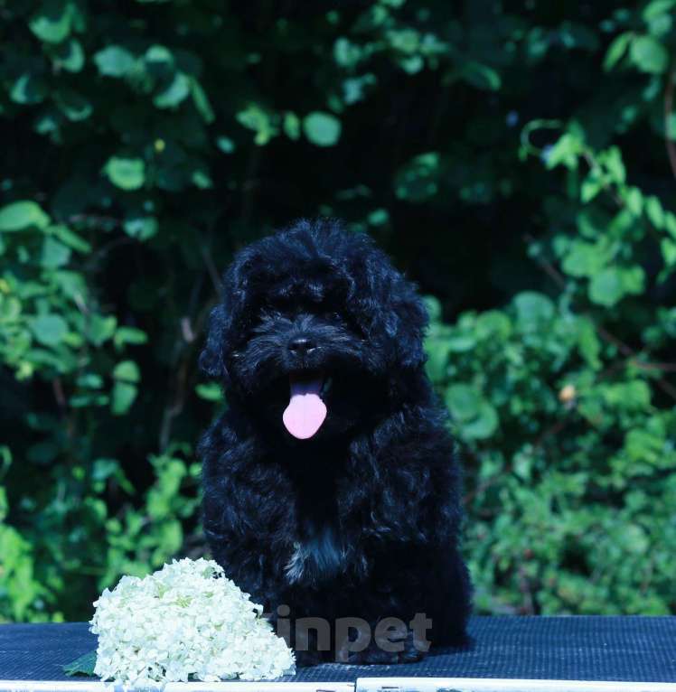 Собаки в Москве: мальтипу Ф1 щенки девочки Девочка, 90 000 руб. - фото 9