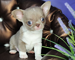 Собаки в Москве: Лиловые чудо мальчик чихуахуа  Мальчик, 45 000 руб. - фото 2