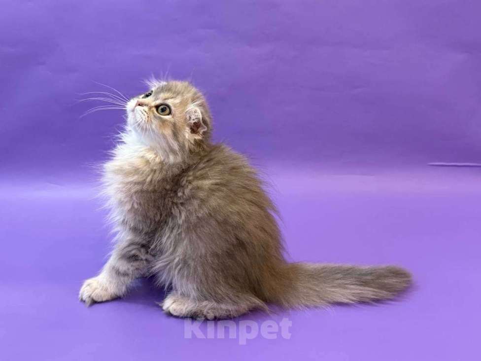 Кошки в Клине: Амадей Мальчик, 20 000 руб. - фото 4