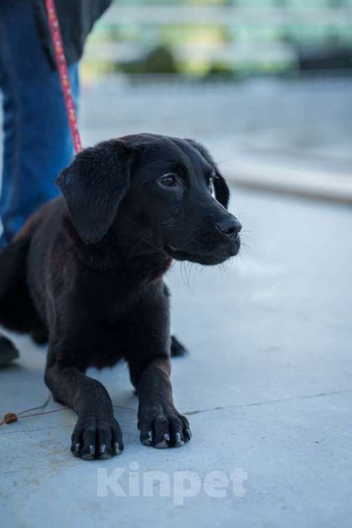 Собаки в Москве: Три маленькие девочки, которые очень хотят стать чьим-то счастьем Девочка, Бесплатно - фото 7