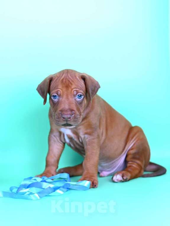 Собаки в Москве: Яркий мальчик родезийского риджбека Мальчик, Бесплатно - фото 5