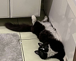 Кошки в Домодедово: Кот Мальчик, Бесплатно - фото 1