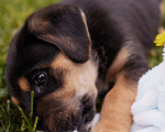 Собаки в Химках: Щенок в добрые руки. Малыш Мартин ищет родителей  Мальчик, Бесплатно - фото 3