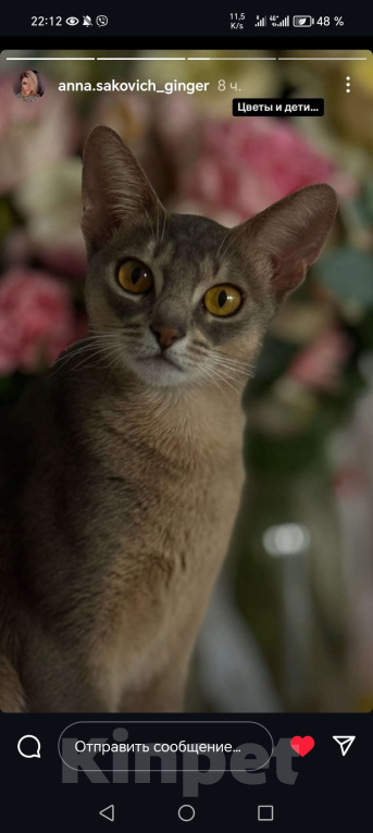 Кошки в Брянске: Абиссинские котодетки Девочка, 25 000 руб. - фото 3