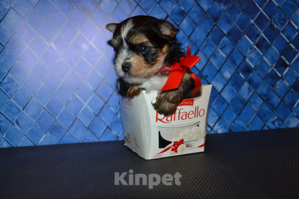 Собаки в Москве: Щенок-мальчик йорка цветного окраса  Мальчик, 25 000 руб. - фото 3