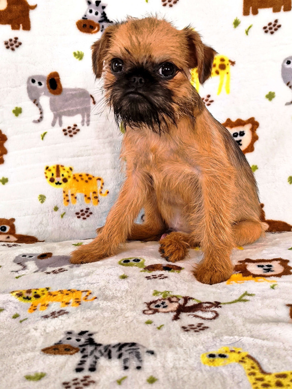 Собаки в Хабаровске: Щенок брюссельского гриффона Мальчик, 60 000 руб. - фото 3