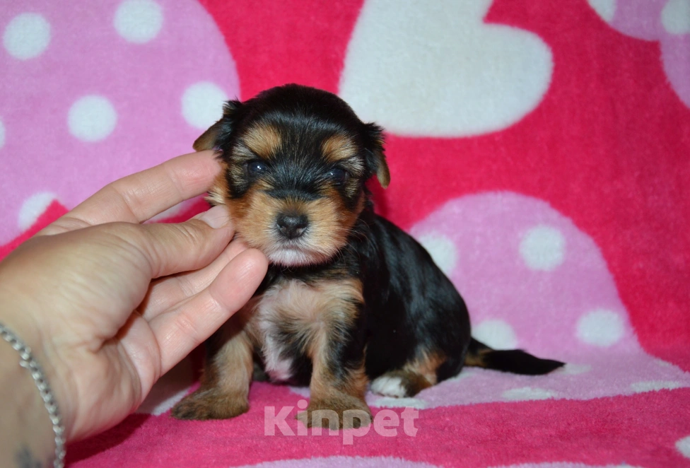 Собаки в Москве: Щенки йоркширского терьера  Девочка, 35 000 руб. - фото 5