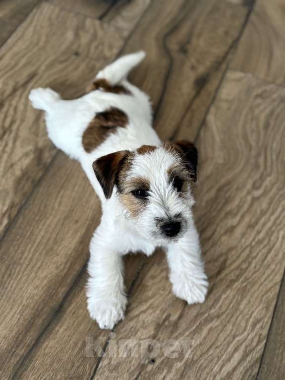 Собаки в других городах Самарской области: Щенки джек рассела г. Самара Девочка, 80 000 руб. - фото 3